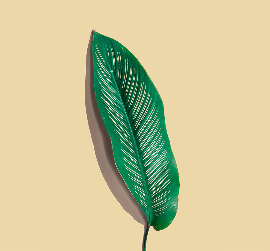 Green leaf on a colourful background